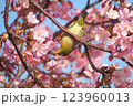 櫻と鶯 123960013