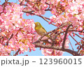 櫻と鶯 123960015