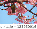 鶯と桜 123960016