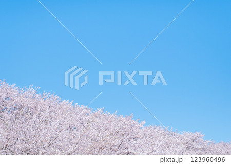 満開の桜と青空 123960496