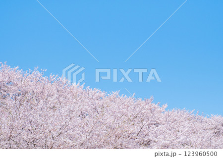 満開の桜と青空 123960500