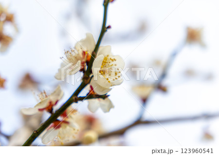 白い梅の花 123960541