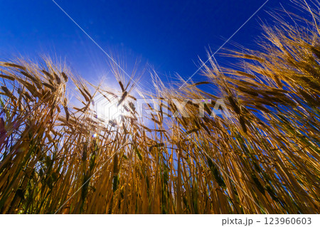 実った大麦畑 123960603