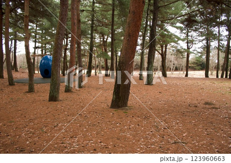 国営ひたち海浜公園の風景 123960663