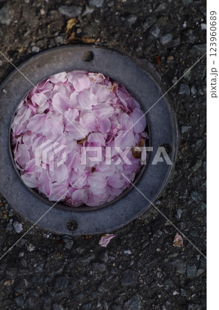 水に浮かぶ桜の花びら 123960689