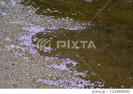 桜の花びらが散った水面 123960690