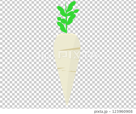 日本白蘿蔔。向量插圖 123960908