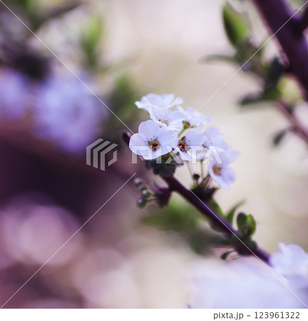 春の雪柳の花 春の雪柳の花 123961322