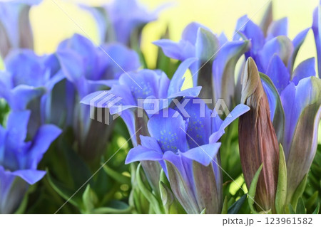 リンドウ　青紫色の花　クローズアップ 123961582