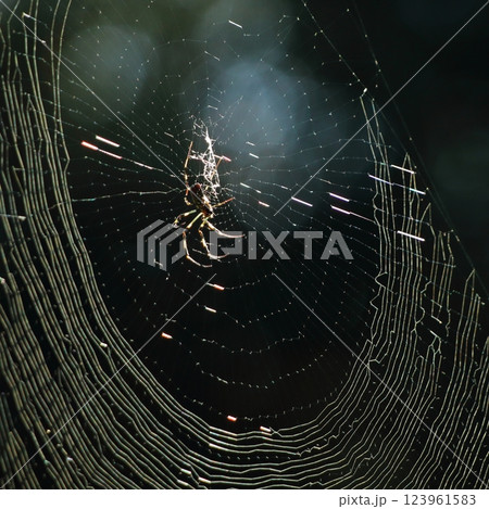 朝日に輝く蜘蛛の巣 朝日に輝く蜘蛛の巣 123961583
