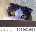 見つめる猫 123961694