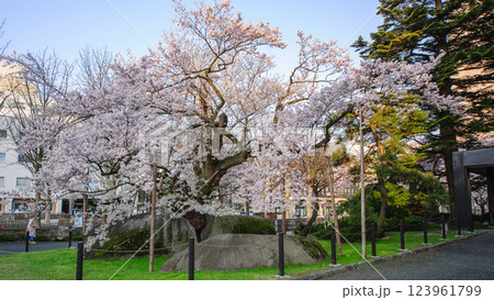 満開となった朝の石割桜 盛岡市 満開となった朝の石割桜 盛岡市 123961799