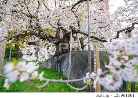 満開となった朝の石割桜 盛岡市 満開となった朝の石割桜 盛岡市 123961861