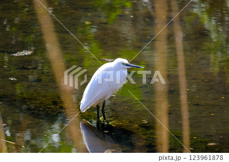 コサギ　神代植物園　水生植物園 123961878