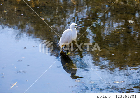 コサギ 神代植物園 水生植物園 コサギ 神代植物園 水生植物園 123961881