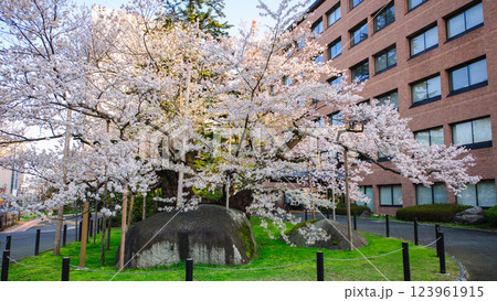 満開となった朝の石割桜　盛岡市 123961915