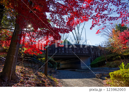 港北ニュータウン・ささぶねの道の紅葉 港北ニュータウン・ささぶねの道の紅葉 123962003