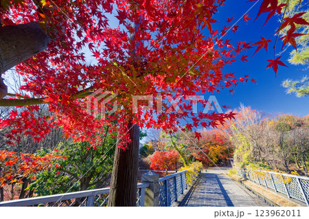 港北ニュータウン・ささぶねの道の紅葉 港北ニュータウン・ささぶねの道の紅葉 123962011