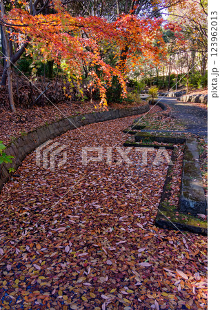 港北ニュータウン・ささぶねの道の紅葉 123962013