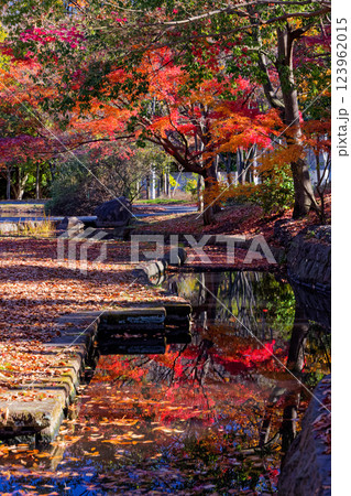港北ニュータウン・ささぶねの道の紅葉 123962015