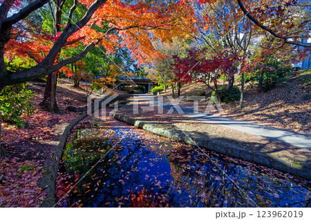 港北ニュータウン・ささぶねの道の紅葉 123962019