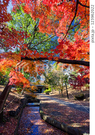 港北ニュータウン・ささぶねの道の紅葉 123962022