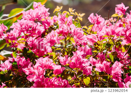 Vung Tau Beach with Blue Sky Flowers and Mother Mary Statue Scenic Coastal View with Coffee Shop Nearby High quality photo 123962054