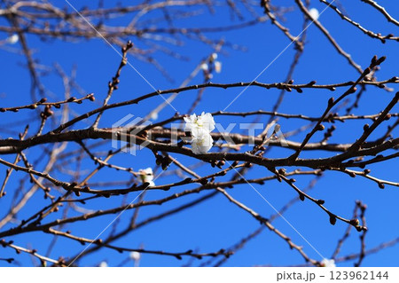 咲き始めた桜の花 123962144