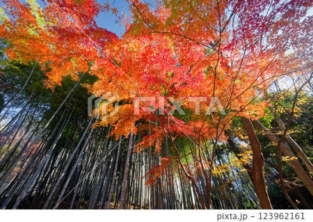 港北ニュータウン・ささぶねの道の紅葉 123962161