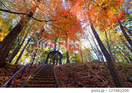 港北ニュータウン・都筑中央公園の紅葉 123962209