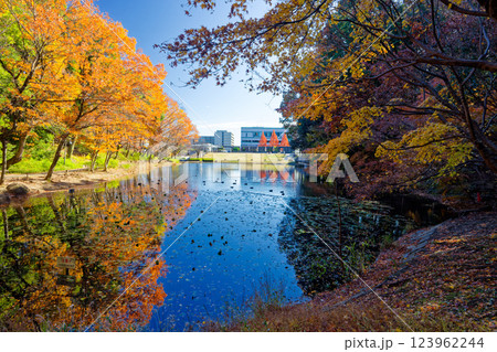 港北ニュータウン・都筑中央公園の紅葉 港北ニュータウン・都筑中央公園の紅葉 123962244