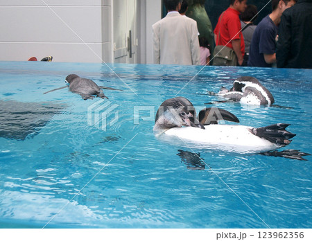 三重県鳥羽市の鳥羽水族館 123962356