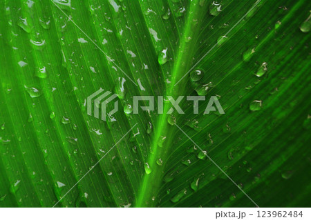 water drop ,dew drops on green leaf texture fresh spring nature background 123962484