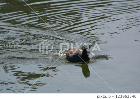 名古屋城の堀に生息するオオバン 名古屋城の堀に生息するオオバン 123962540