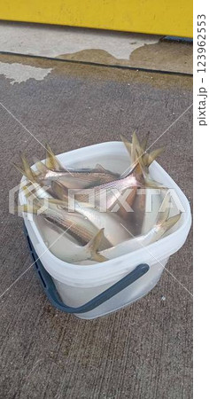 コノシロがたくさん釣れた 123962553