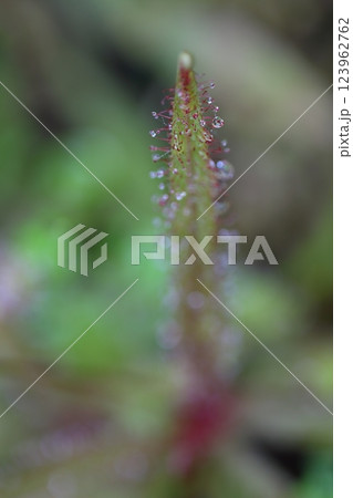 モウセンゴケと雨雫 123962762