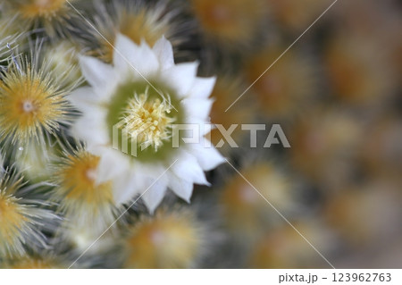 カルメナエ・多肉植物の花 カルメナエ・多肉植物の花 123962763