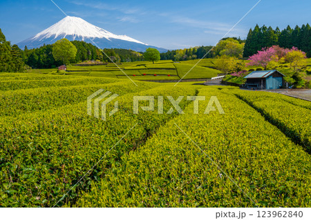 【静岡県】 富士山 茶畑 【静岡県】 富士山 茶畑 123962840