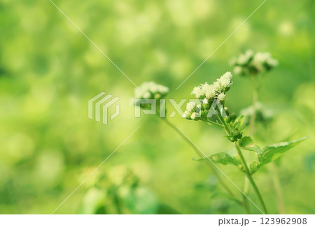 Soft focus grasswhite   flower blooming spring nature wallpaper   background 123962908