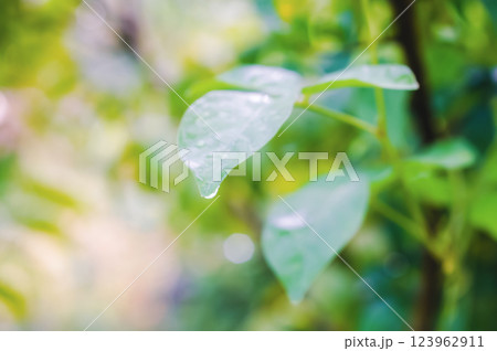soft focus green leave at sunrise ,Abstract spring nature background soft focus green leave at sunrise ,Abstract spring nature background 123962911