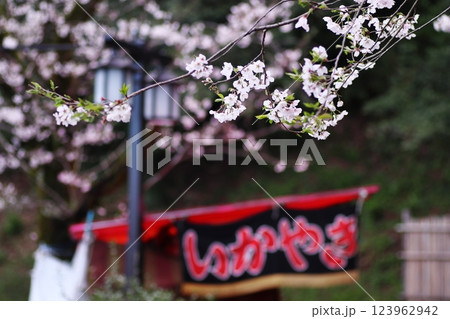 桜の花見と屋台 桜の花見と屋台 123962942