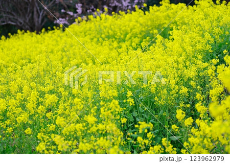 春の訪れ　菜の花　畑 123962979