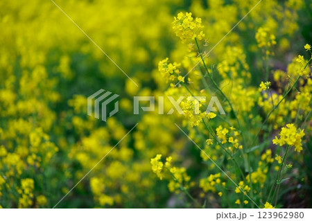 春の訪れ　菜の花　畑 123962980