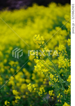 春の訪れ　菜の花　畑 123962981