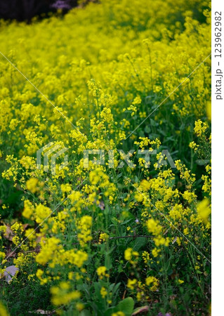 春の訪れ　菜の花　畑 123962982