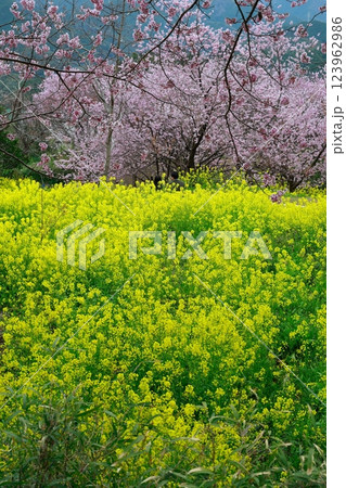 春の訪れ 菜の花 畑 春の訪れ 菜の花 畑 123962986