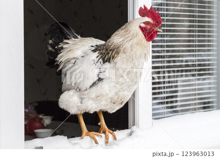 Rooster on the windowsill Rooster on the windowsill 123963013