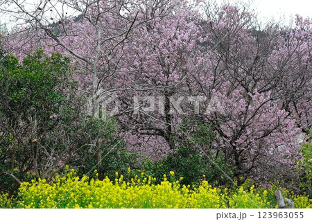 菜の花と河津桜 須崎 菜の花と河津桜 須崎 123963055