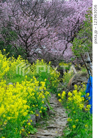 菜の花と河津桜 須崎 菜の花と河津桜 須崎 123963056