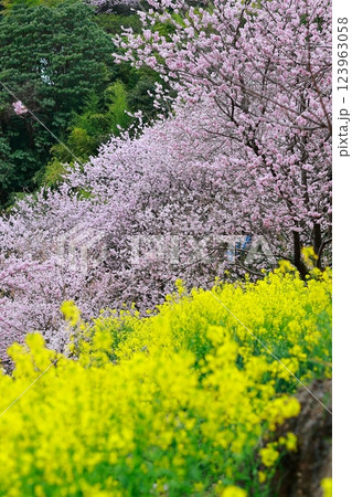 菜の花と河津桜 須崎 123963058